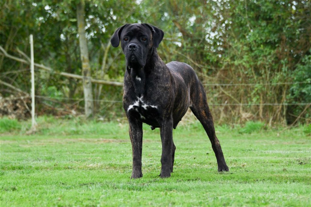 Les Cane Corso de l'affixe du domaine d'Ushuaia